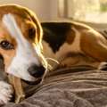 USD 8,  Buy Premium Quality Safe Healthy Dog Chews