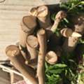 SAR 700,  Tree Wood