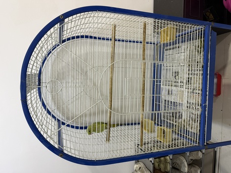 Jid Ali, Pet Supplies, BHD 75,  Young Green Parrot + Large Cage &ndash; BD 75
