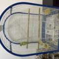 BHD 75,  Young Green Parrot + Large Cage &ndash; BD 75