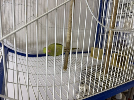 Jid Ali, Pet Supplies, BHD 75,  Young Green Parrot + Large Cage &ndash; BD 75
