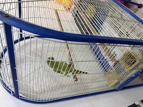 Jid Ali, Pet Supplies, BHD 75,  Young Green Parrot + Large Cage &ndash; BD 75