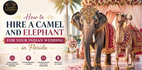 Miami, Business, How To Hire A Camel And Elephant For Your Indian Wedding In Florida