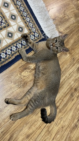 Riyadh, Pet Adoption, Scottish Gold Cat For Adoption