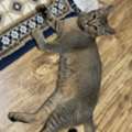 Scottish Gold Cat For Adoption