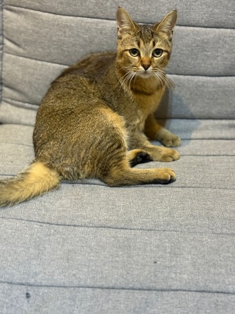 Riyadh, Pet Adoption, Scottish Gold Cat For Adoption