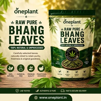 Jaipur, Business, Buy Premium Bhang Leaves In India | One Plant
