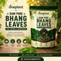 Buy Premium Bhang Leaves In India | One Plant