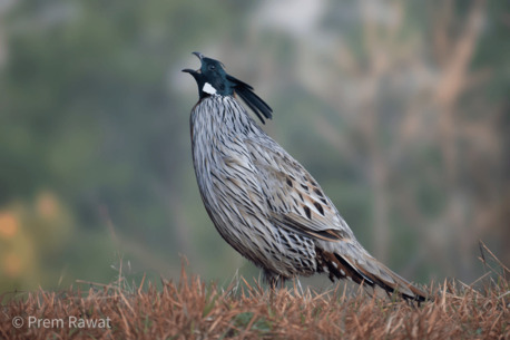 Mumbai, Travel, Birding Himalayan Foothills Tour | Pangot Birdwatching Holiday