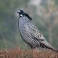 Birding Himalayan Foothills Tour | Pangot Birdwatching Holiday