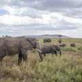Tanzania Safari Tours: 7 Days 6 Nights: Tarangire, Serengeti, Ngorongoro & Lake Manyara