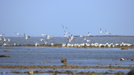 Ahmedabad, Travel, Rann Of Kutch Birding Safari Tour | Gujarat Wildlife Photography Tour