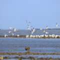 Rann Of Kutch Birding Safari Tour | Gujarat Wildlife Photography Tour