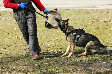Mumbai, Pet Sitting, Dog Training Service In Raipur