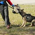 Dog Training Service In Raipur