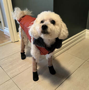 New York, Businesses For Sale, Best Dog Boots For Foxtails Offering Superior Paw Protection And Comfort Today