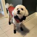 Best Dog Boots For Foxtails Offering Superior Paw Protection And Comfort Today