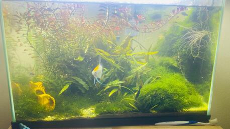 Muharraq, Pet Supplies, BHD 35,  I WOULD LIKE TO SALE MY PLANTED AQUARIUM WITH ALL SET