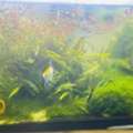BHD 35,  I WOULD LIKE TO SALE MY PLANTED AQUARIUM WITH ALL SET