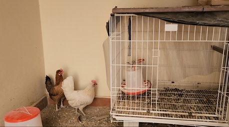 Olaya, Pet Supplies, SAR 60,  Egg Laying Hens