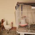 SAR 60,  Egg Laying Hens