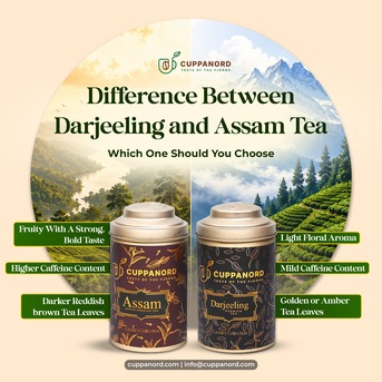 Noida, Business, Difference Between Darjeeling And Assam Tea: Which One Should You Brew Today?