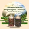 Difference Between Darjeeling And Assam Tea: Which One Should You Brew Today?