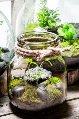 Kolkata, Business, Terrarium Labs
