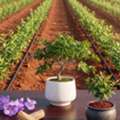 Sandalwood Investment Opportunities