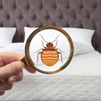 Al Qusais, Pest Control, Bed Space Bed Bug Treatment Dubai 0525383175