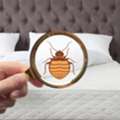 Bed Space Bed Bug Treatment Dubai 0525383175