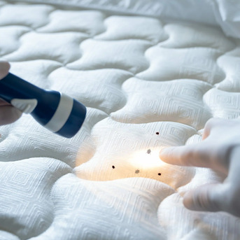 Al Qusais, Pest Control, Bed Space Bed Bug Treatment Dubai 0525383175
