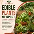 Best Edible Plants In Newport For Home Gardens