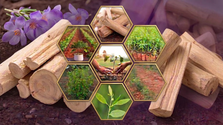 Bhubaneswar, Farm/Garden, Managed Sandalwood Farming
