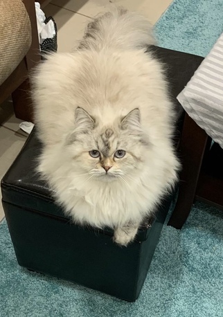 Yanbu, Free Items, 2 Neutered Adult Cats