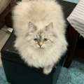 2 Neutered Adult Cats