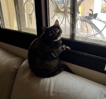 Yanbu, Free Items, 2 Neutered Adult Cats