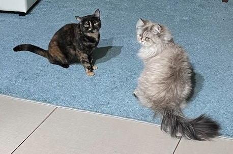 Yanbu, Free Items, 2 Neutered Adult Cats