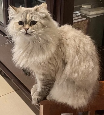 Yanbu, Free Items, 2 Neutered Adult Cats