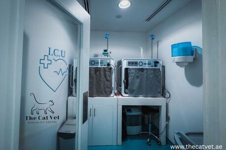 Dubai, Pet Sitting, Emergency Cat Vet Clinic Dubai | 24/7 Urgent Cat Care