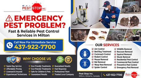 Hamilton-Burlington, Pest Control, Raccoon Problems In Milton & Halton?