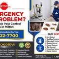 Raccoon Problems In Milton & Halton?