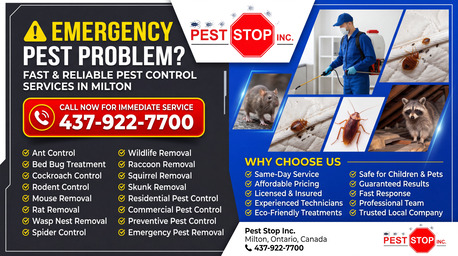 Hamilton-Burlington, Pest Control, Raccoon Problems In Milton & Halton?