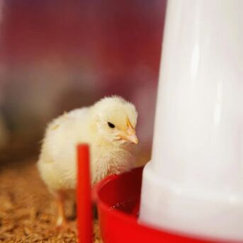 New York, Business, Large Chicken Waterer