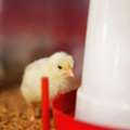 Large Chicken Waterer