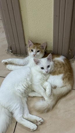 Jeddah, Pet Adoption, 5 Month Old Male Cats For Adoption