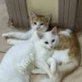 5 Month Old Male Cats For Adoption