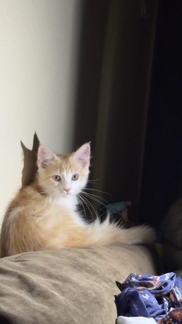 Jeddah, Pet Adoption, 5 Month Old Male Cats For Adoption