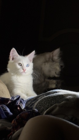 Jeddah, Pet Adoption, 5 Month Old Male Cats For Adoption