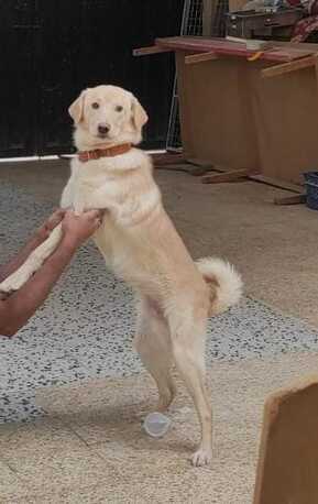 Umm Al Hamam, Pet Supplies, I Want To Give/hand Over My Lovely Pet Dog @FREE.. FOR PET LOVERS